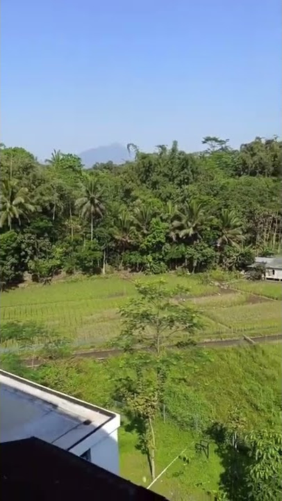 story wa pemandangan 30 detik ||sawah keren saat panen #shorts#viral#sawah#panenpadi#keren