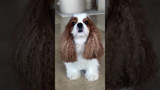 The Perfect Mix Of Elegance And Cuddle Vibes