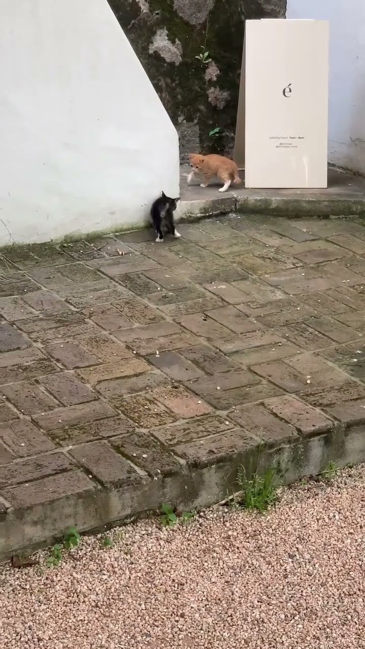 Bébé chaton très mignon
