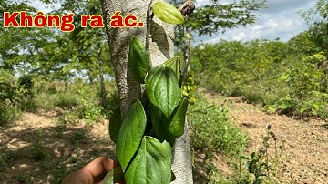 Vì sao dây tiêu lươn không chịu ra ác.