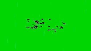 birds green screen || green screen birds