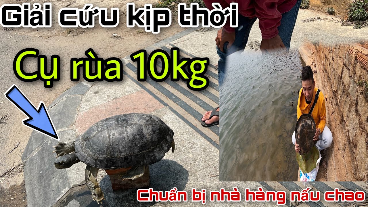 Kịp thời giải cứu cụ RÙA 10KG chuẩn bị đem đi nhà hàng làm thịt lẩu ...