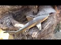 Shark Toys for Kids in Waterfall Garden Fountain