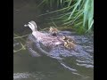 無賃乗車の赤ちゃんカモがママに落とされる【カルガモ親子】