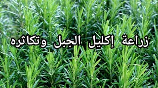 زراعة إكليل الجبل في المنزل/ planting rosemary at home