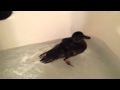 Lost young duck in the tub.