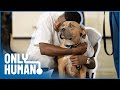 Prison Dogs Programme: Allowing Inmates To Train and Care for Puppies | Only Human