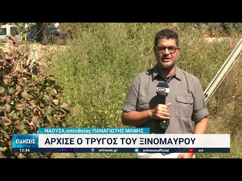 Νάουσα: Άρχισε ο