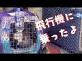 【神戸旅行】猫と飛行機(ANA)に乗る。猫と泊まれる北の坂ホテルに2泊しました。