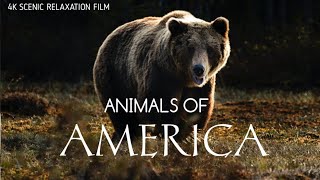 Fauna Of America 4K | Scenic Wildlife Film With Calming Music | Animal of America #fauna #america