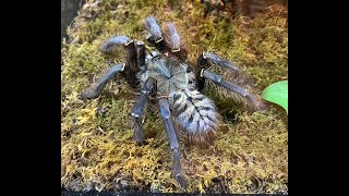 Successfull breeding of the Phormingochilus sp Sabah Blue Tarantular