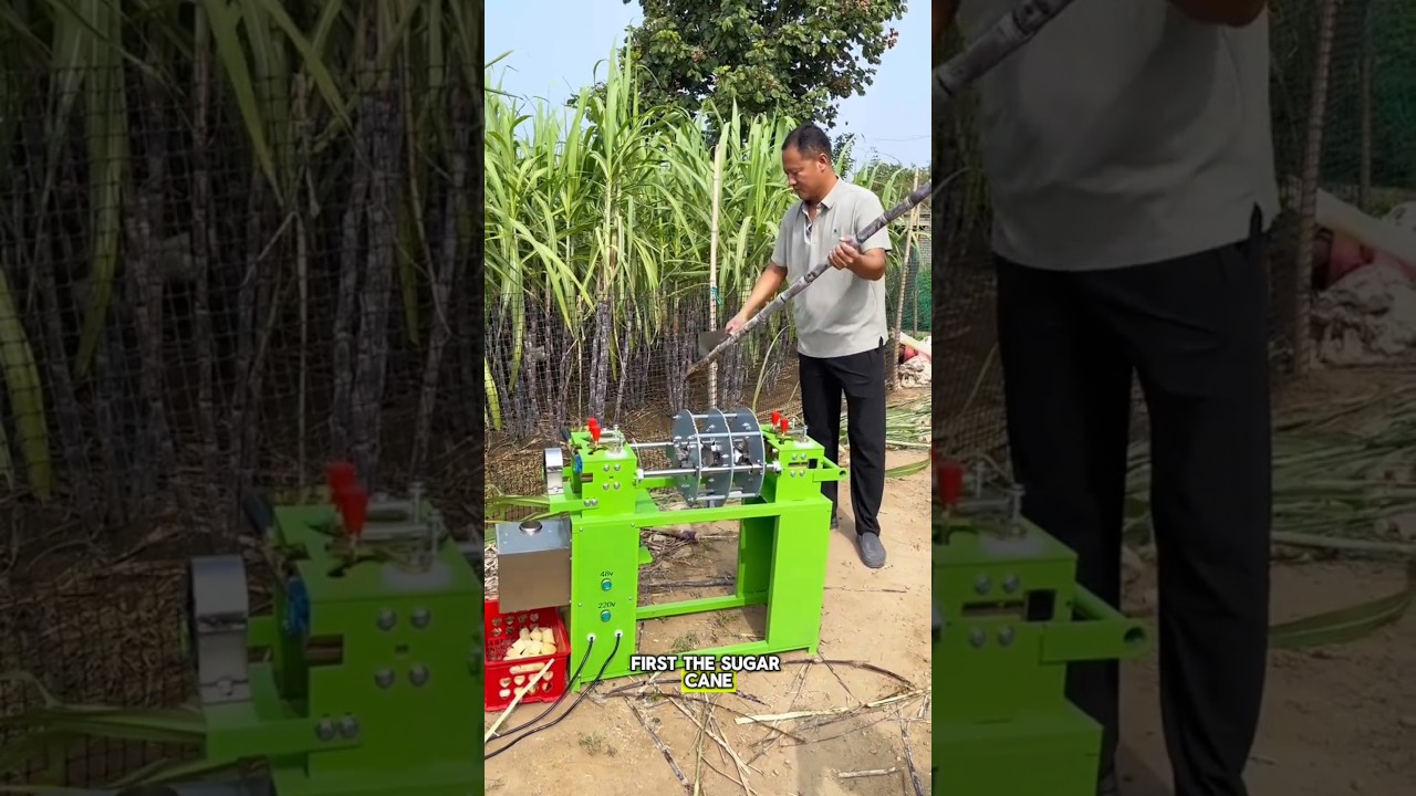 как чистить сахарный тростник