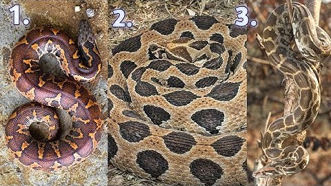 People Always Confuse with these three (trio). सांपों को पहचानने में गलती ना करो। with CC.