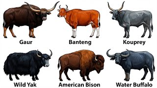 Every WILD CATTLE Explained | From Massive Gaurs to Deadly Buffalo