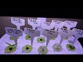 #WIG2025 - Hydroponics seedlings update