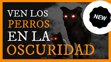 ¿Qué tal ven los perros en la oscuridad?