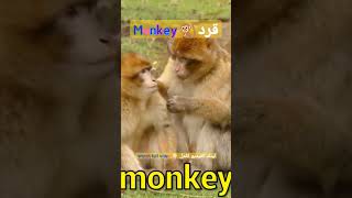 قرد | monkey | تعلم أصوات الحيوانات وأسماؤها باللغة الإنجليزية للأطفال