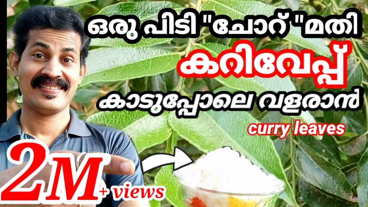 Curry leaves cultivation /ഒരു പിടി 'ചോറ് 'മതി കറിവേപ്പ്കാട് പ്പോലെ വളരാൻ / Btech mix media/CurryVepu