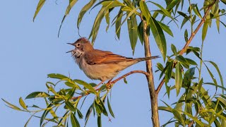 Dorngrasmücke singt mit Nachtigall im Duett/ Whitethrout singing a duet with Nightingale