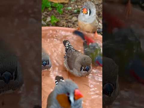 Zebra Finches Bathing