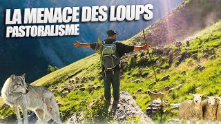 La Menace des LOUPS   Face Au  Pastoralisme Berger | Episode 1 | Vlog