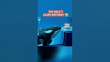 Orca Silent Birthday Happybirthday Sad Shorts Feedshorts Shortsfeed Fyp Viral Trending 