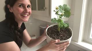 Growing strawberries indoors