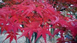 Four Seasons For Violin & String Orchestra Iii,Autumnmariko Senju, Mario Klemens Warsaw Philhar