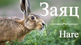 Заяц — Hare Заяц — Hare