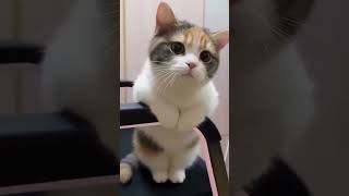 #kedi #köpek #miyav #ankara #izmir #ai #keşfet #video #hayvan #ikea #izle #kus #kuzu #türkiye #fare