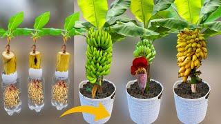 How To Grow Banana Trees From Banana Fruit | Growing Banana Plant From Banana Fruit Lot Of Fruits