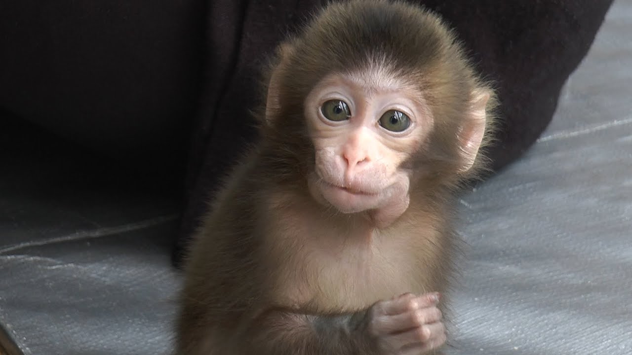 新番組 メッチャ可愛い赤ちゃん猿３兄弟 今日はみんなの自己紹介 Very Cute Baby Monkey 3 Brothers Youtube
