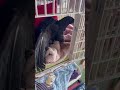 実はちょっと飛べる‼カラスのクッピ寝室紹介と朝の出動♪BGMキジバト、ギンバト 2026/5/12撮影 #カラスのクッピ #カラス #birds #癒し #かわいい