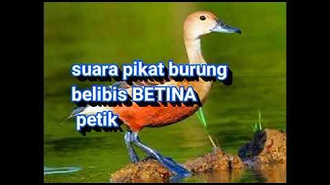 Pikat blibis petek  betina