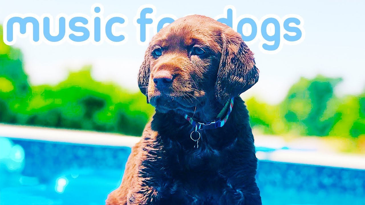 puppy paradise 15 HOURS of Calming Deep Sleep Music for Dogs! NEW 2019!