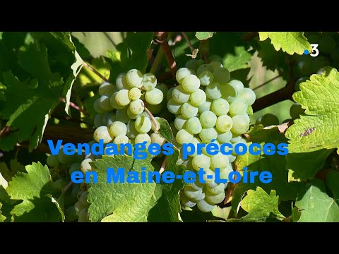 Brissac-Loire-Aubance : Vendanges Précoces En Maine-et-Loire