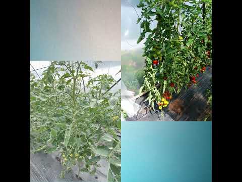 პომიდვრის ნარგავების ვიდეო