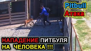 АТАКА ПИТБУЛЯ НА ЧЕЛОВЕКА. НАПАДЕНИЕ ПИТБУЛЯ.