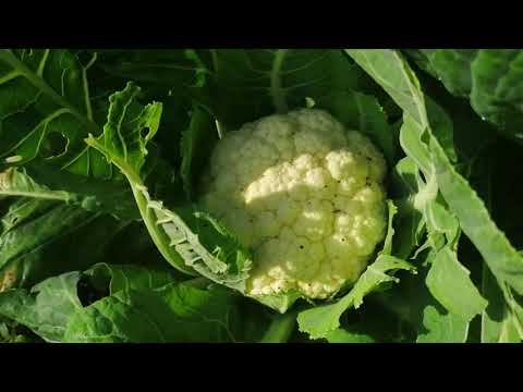 Video: Verschillende witlofplanten: variëteiten van witlof voor de tuin