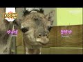 태어나자마자 키 180cm 찍은 아기기린ㅋㅋ근데 엄빠는 쀼의 세계 찍네.. l Incredible! Birth Scene Of A Baby Giraffe Born