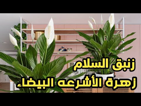 فيديو: موطن نبات Spathiphyllum: من أي بلد تأتي الزهرة الداخلية Spathiphyllum؟ قصة أصل 