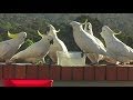 Lovely Cockatoos Take Turns Drinking at the Bird Bath