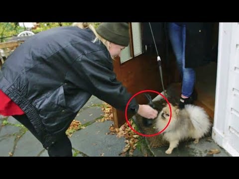Video: Hvorfor hunden din trenger å varme opp før Canicross treningsøkter