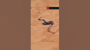 Black Mamba Is Trying To Attack Russell Viper 