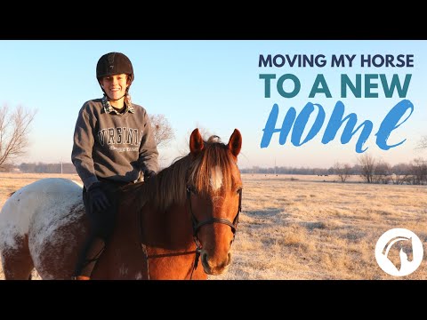 Video: How long does a horse live at home and in nature?