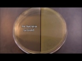 UV effects on bacteria time-lapse