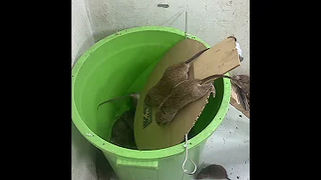Mouse Trap With Homemade Plastic Bucket How To Make A Mousetrap 