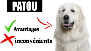 Le Patou Avantages et Inconvénients | Le Patou de montagne des Pyrénées Le mal Et Le Bien De La Race