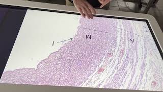 Anatomy and Physiology Epithelial tissue review by Southwest Science 24 views 2 years ago 7 minutes, 53 seconds