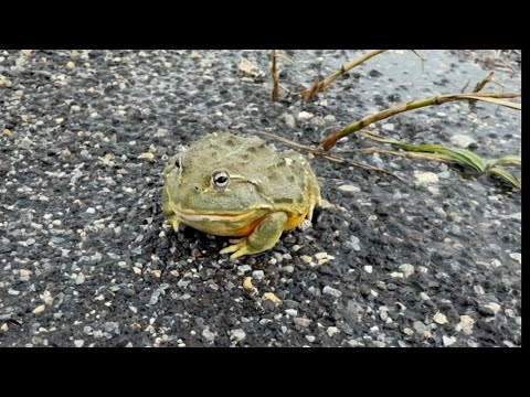 Vídeo: Frog Care 101: El Que Heu De Saber Abans D’obtenir Una Granota